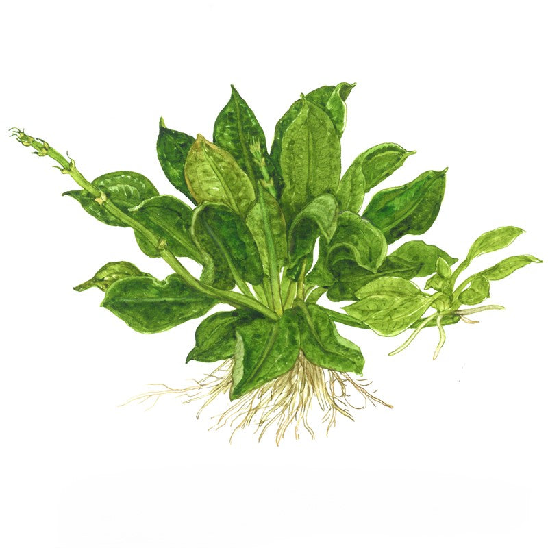 Echinodorus Tropica - Compact Aquarium Plant