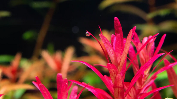 AquaLabs Max Grow 500ml