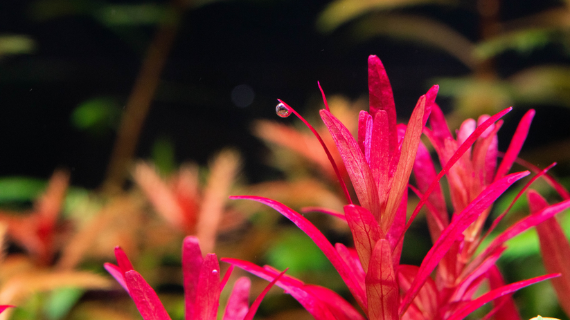 Close-up of a vibrant pink bromeliad flower with a blurred green background