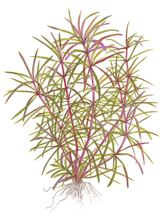 Pogostemon Stellatus
