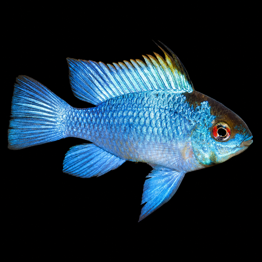 Electric Blue Ram (Mikrogeophagus ramirezi)