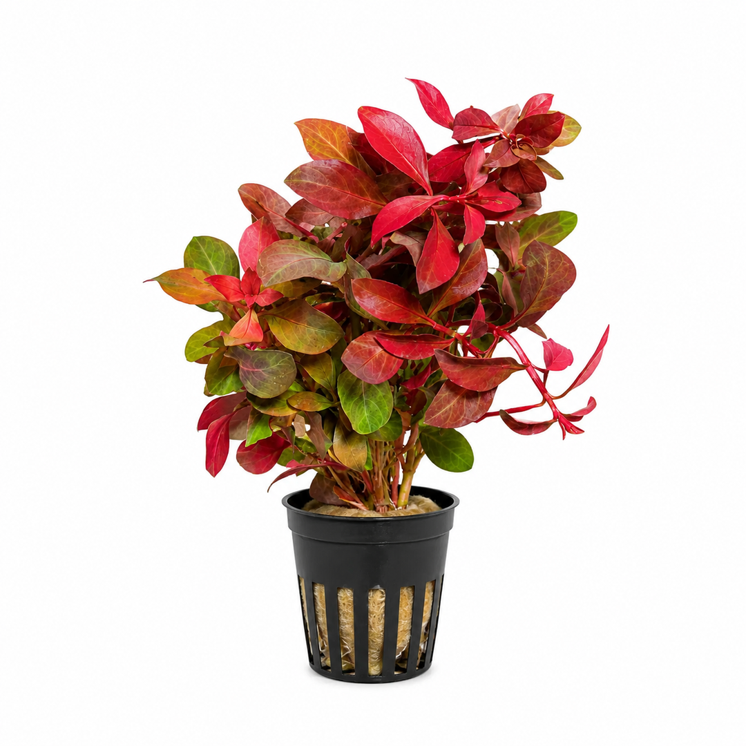 Ludwigia repens 'Red Rubin' — live red aquatic stem plant in a planted aquarium