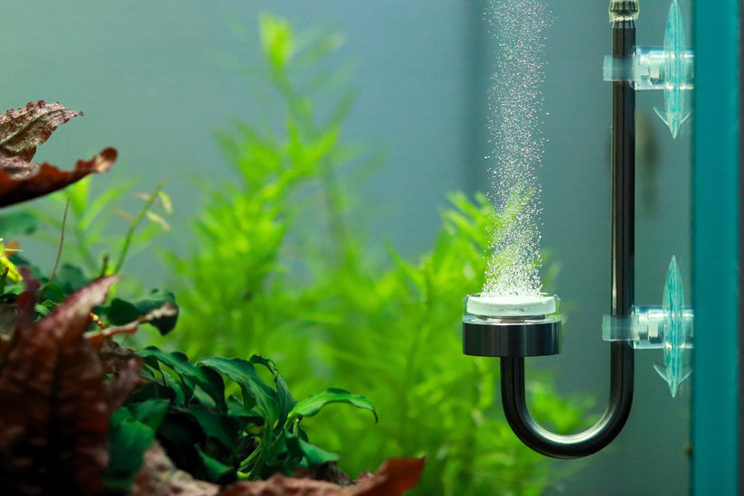 Aquarium air stone with water bubbles in an aquarium 