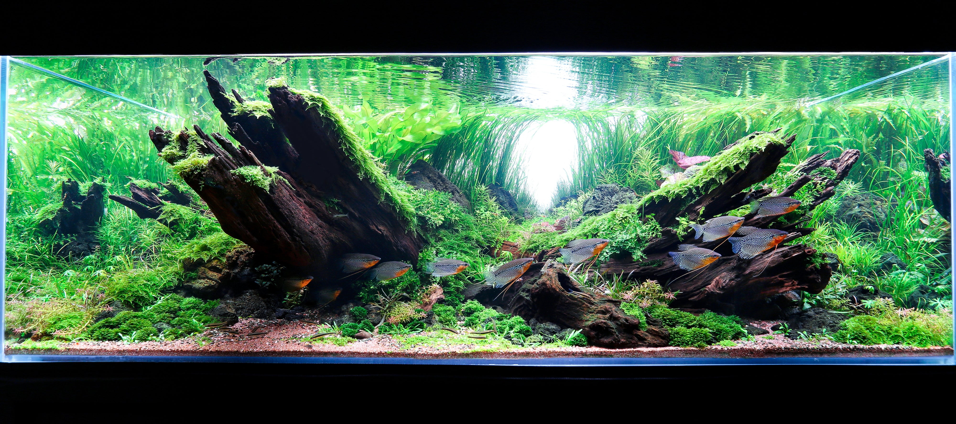 fish tank accessories melbourne Planted 27cm cube AWXZOM Fish Tank Decorations (fish