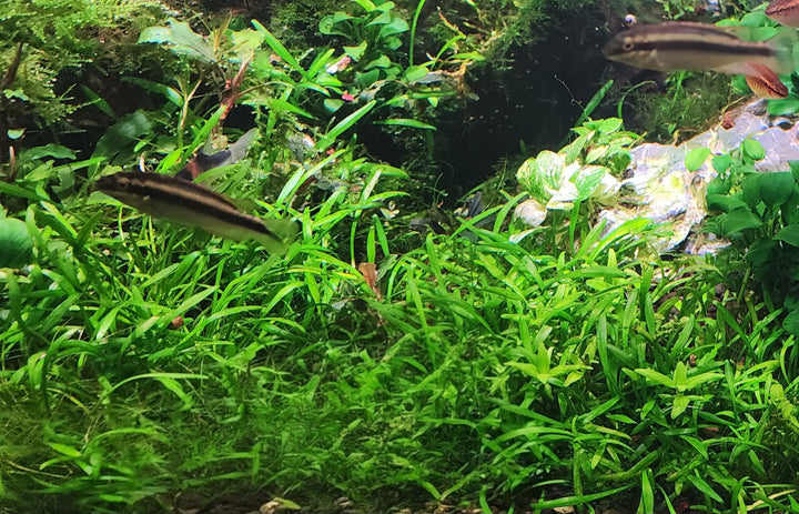 Cryptocoryne Parva - Submersed Grown