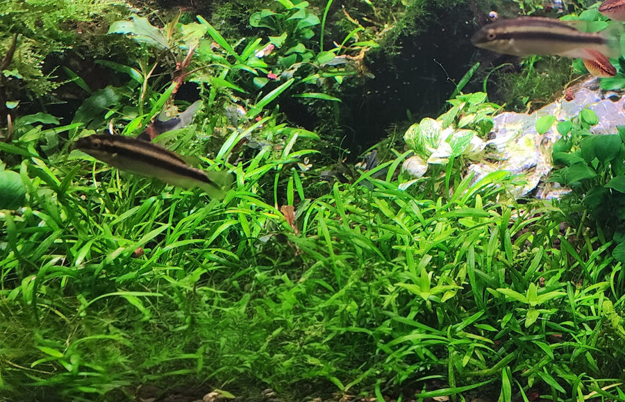 Aquarium with green plants and small fish