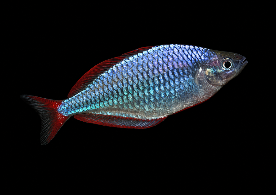 Praecox Rainbowfish