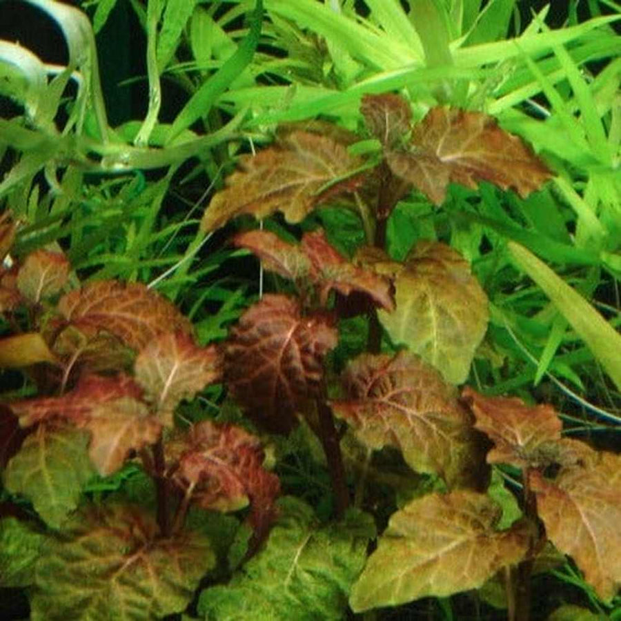 Hyptis Lorentziana
