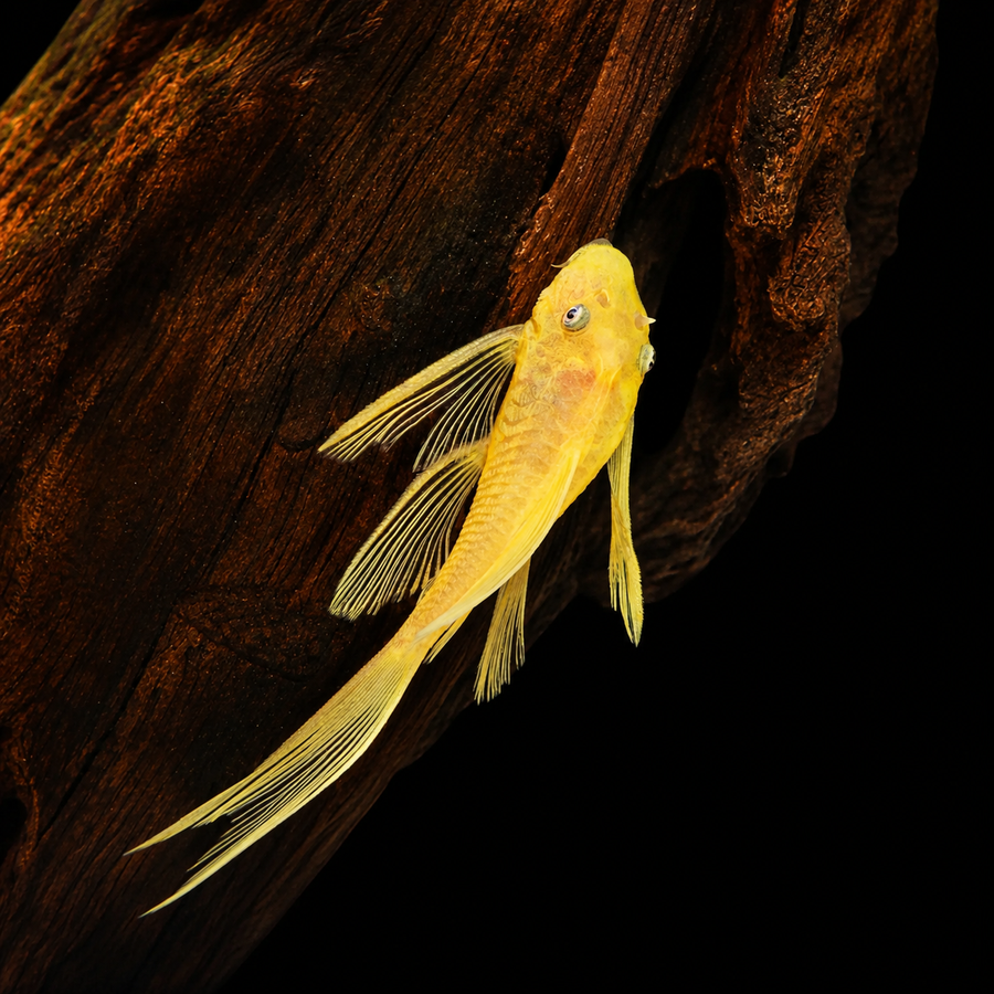 Lemon Blue Eye Longfin Bristlenose (Ancistrus cirrhosus)