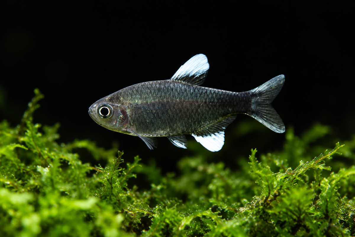 Nego Dagua Tetra (Hyphessobrycon negodagua)