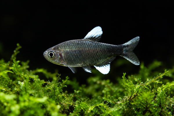 Nego Dagua Tetra (Hyphessobrycon negodagua)