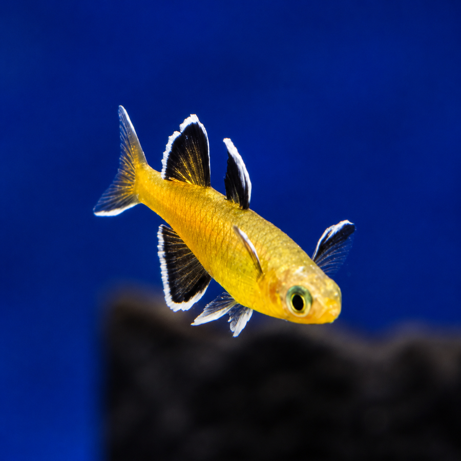 Pseudomugil Mellis - Honey Blue Eyes
