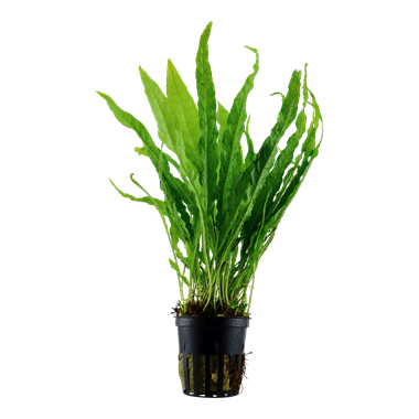 Microsorum pteropus 'Mini' - Compact Java Fern Variant
