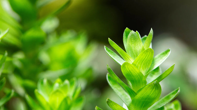 Close-up of green succulent plants 
