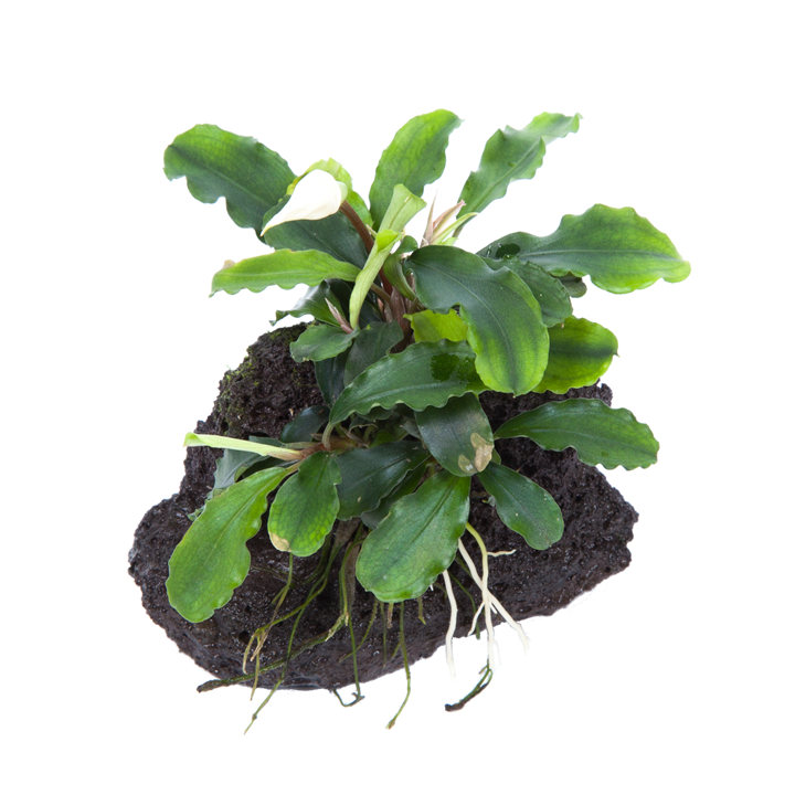 Bucephalandra Wavy Green