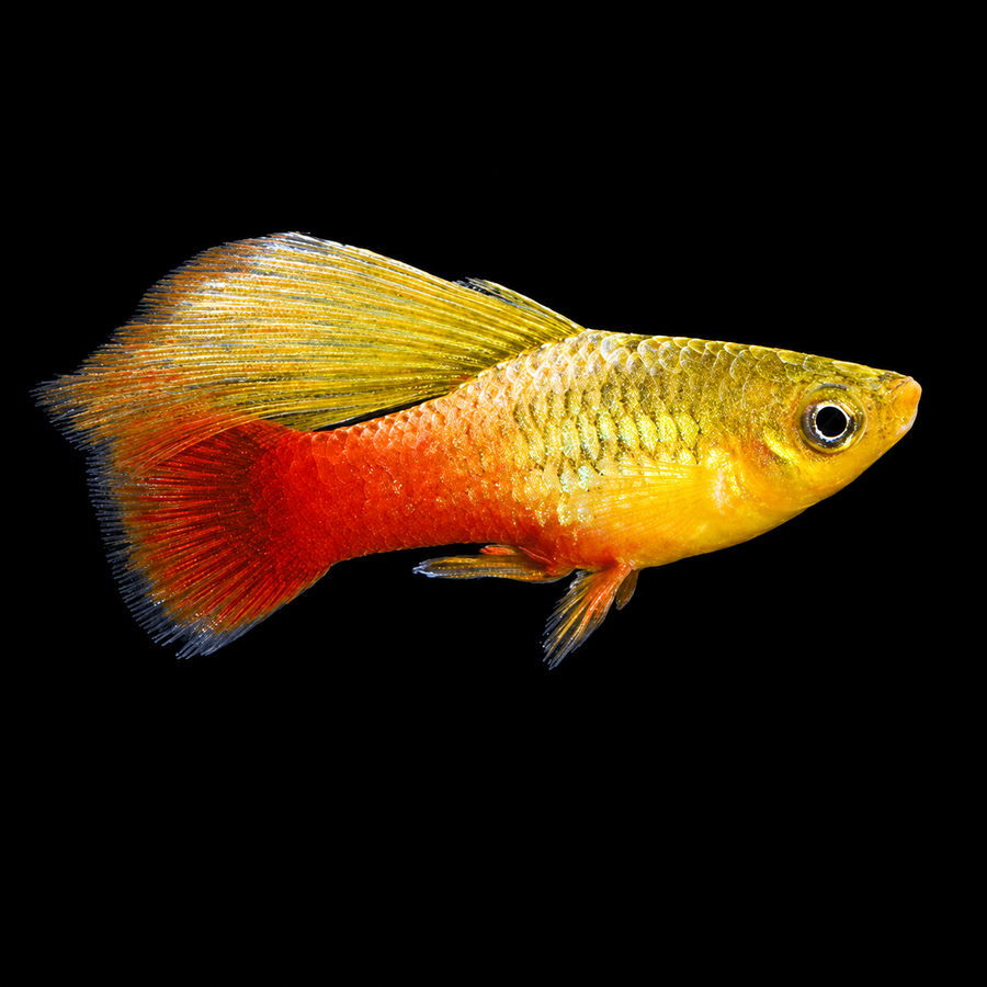 Sunset Hi-fin Platy (Xiphophorus variatus)