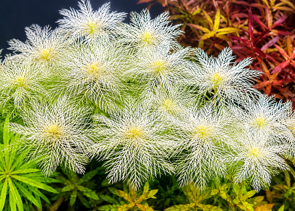 Myriophyllum Mattogrossense Golden