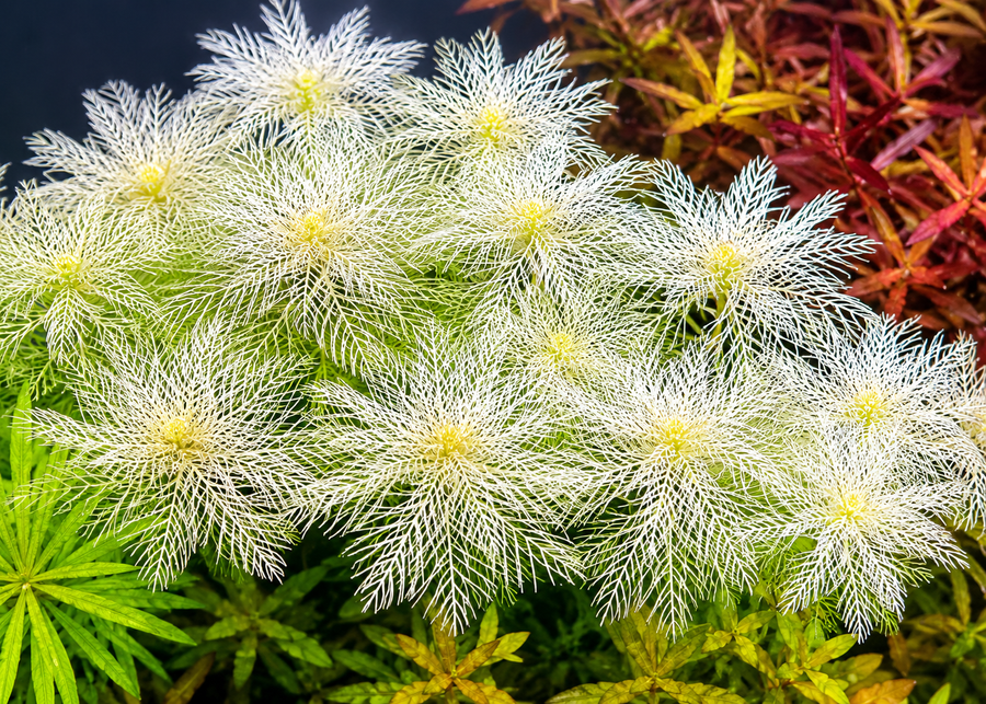 Myriophyllum Mattogrossense Golden — live aquatic plant in a planted aquarium