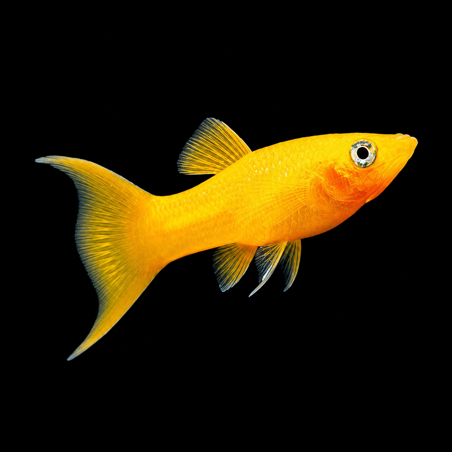 Saffron Lyretail Molly
