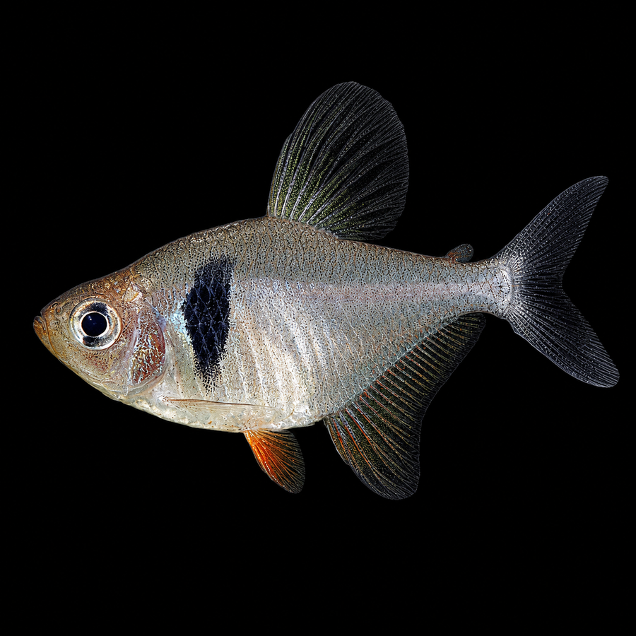 Black Phantom Tetra