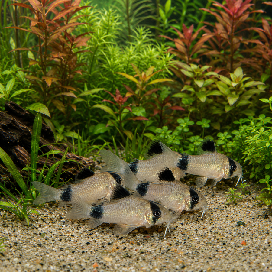 Panda Corydoras
