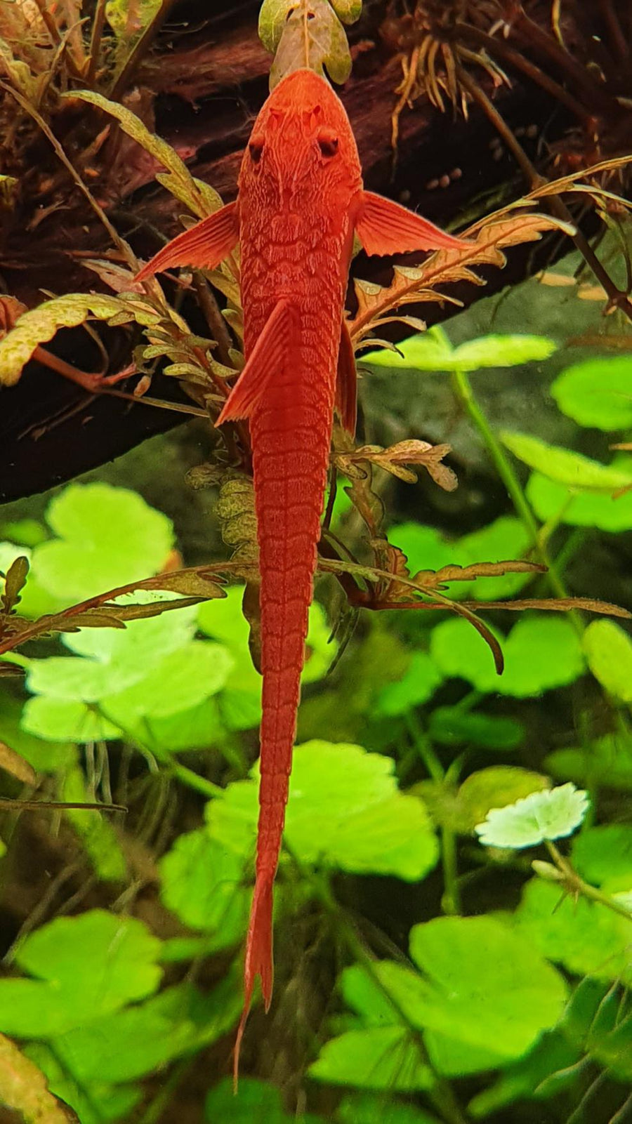 Red Lizard Whipatail Catfish