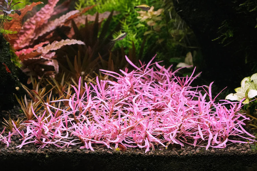 Hygrophila sp. Chai (Submerged)