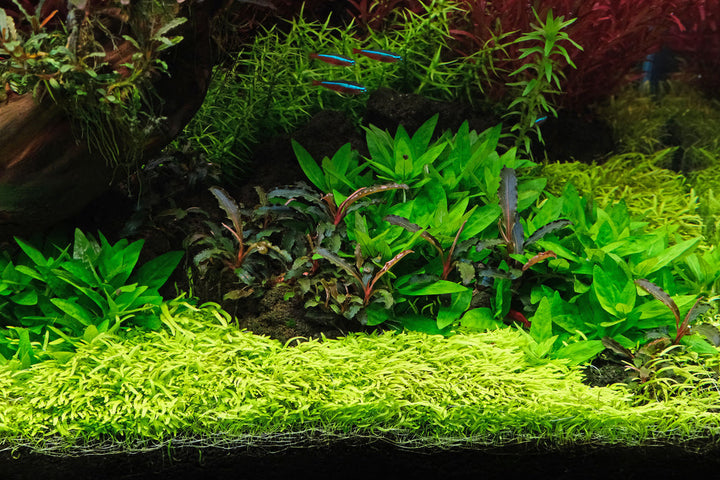 Utricularia graminifolia