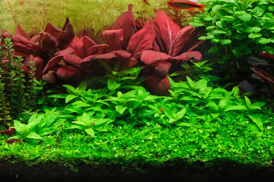 Staurogyne Repens