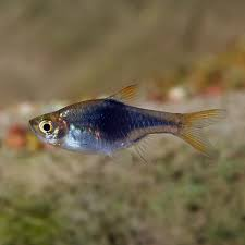 Fish with a blue and yellow body in an aquarium setting