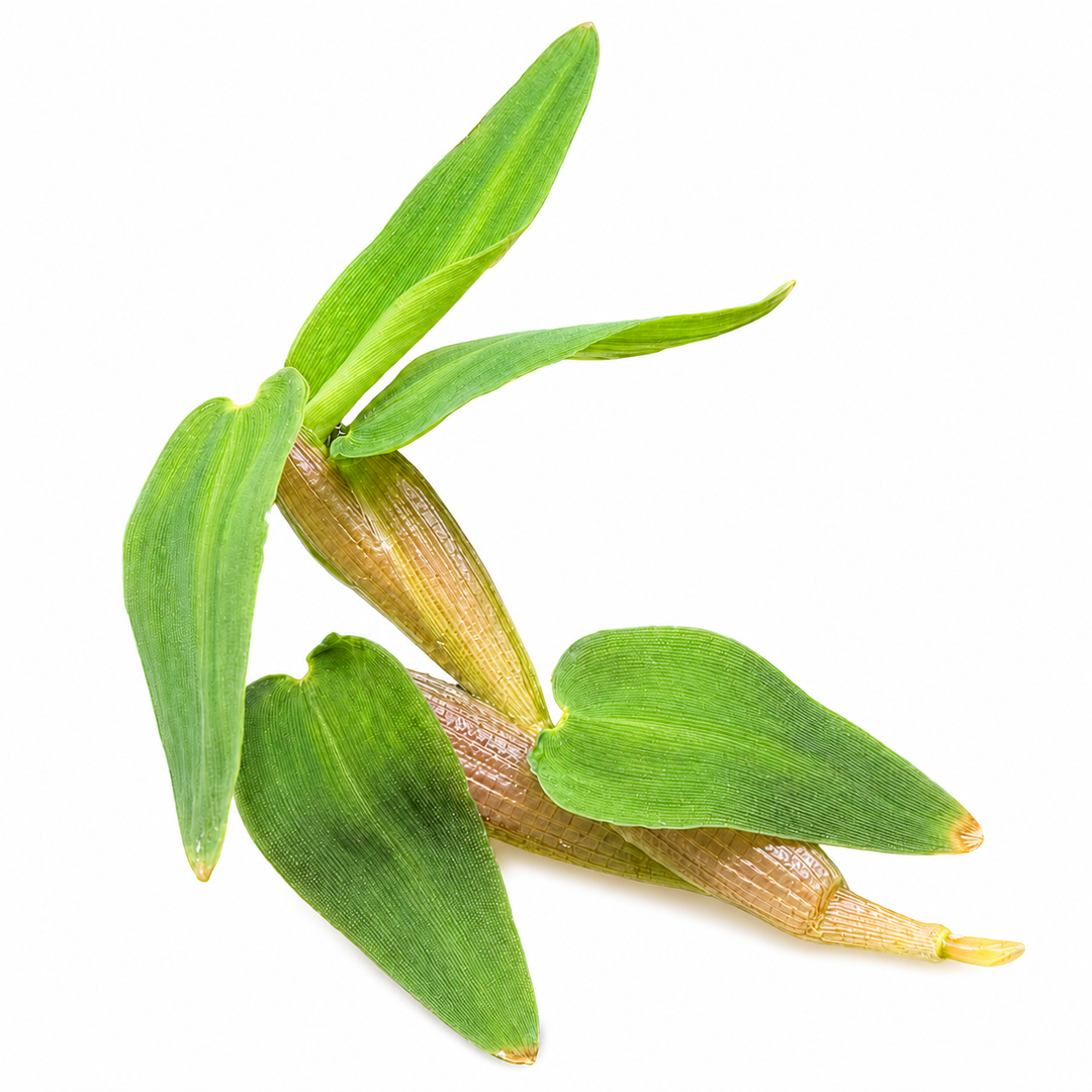 Hygroryza aristata 'Floating Bamboo' — live floating aquatic plant