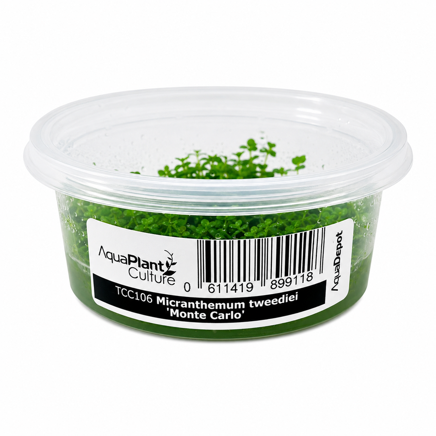 AquaDepot Tissue Culture - Micranthemum tweediei 'Monte Carlo'
