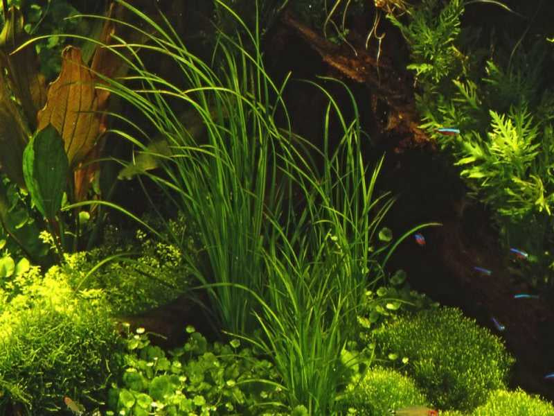 Cyperus Helferi - Elegant Grass-Like Aquarium Plant