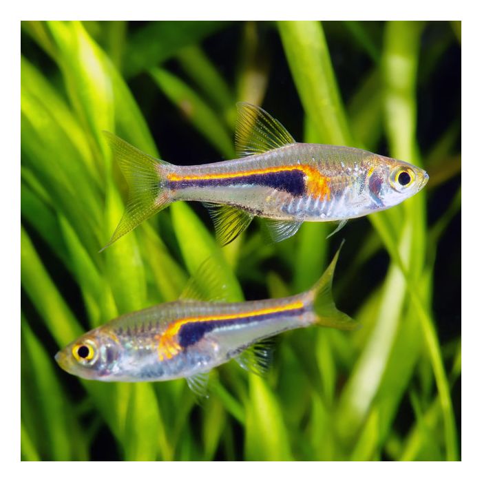 Hengeli Rasbora