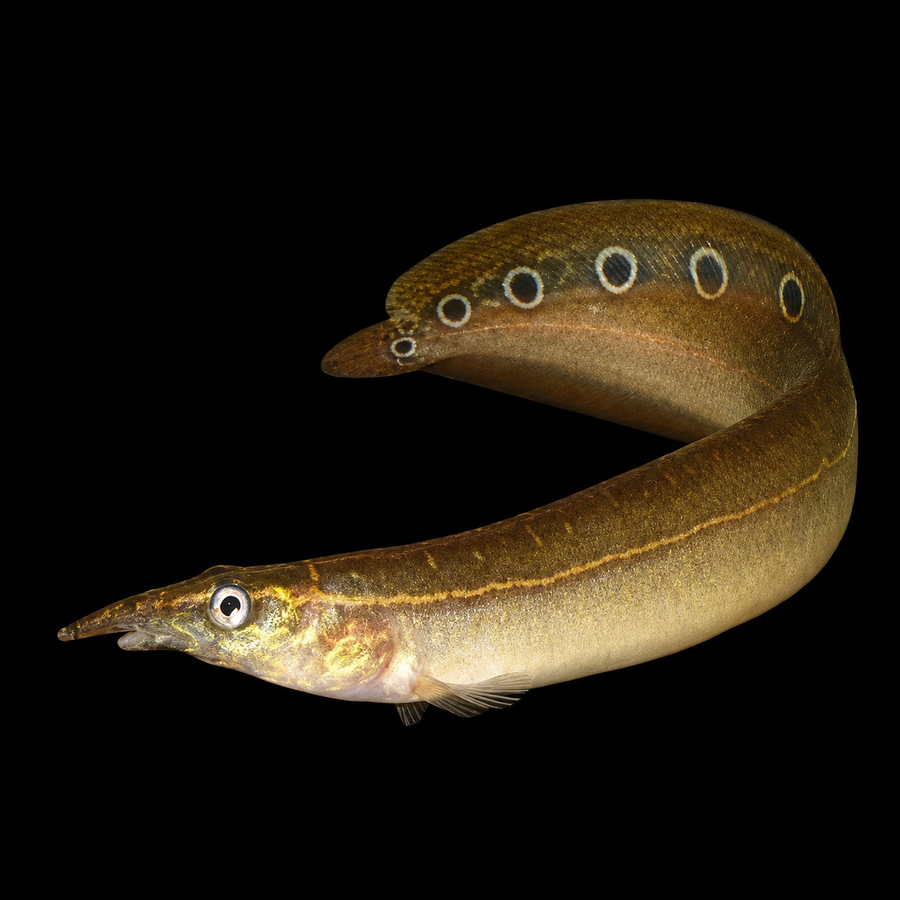 Lesser Spiny Eel (Macrognathus siamensis)