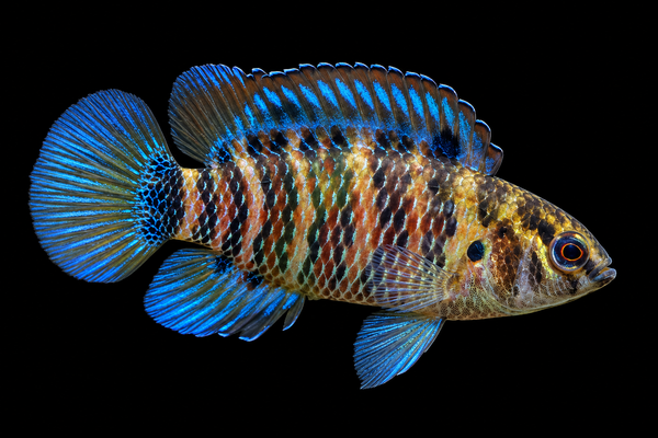Blue Badis (Badis badis)