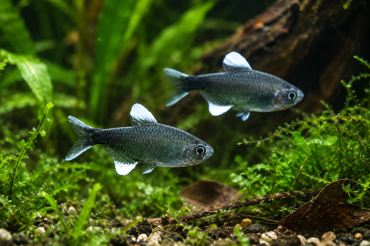 Nego Dagua Tetra (Hyphessobrycon negodagua)