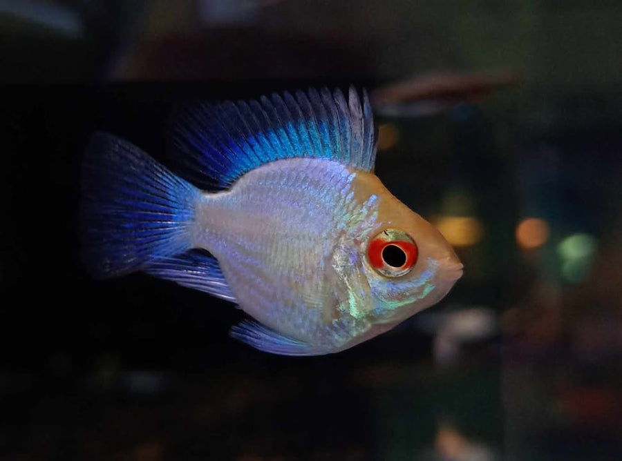 Electric Blue Balloon Ram