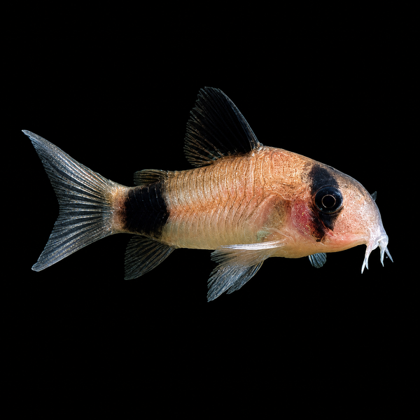 Panda Corydoras