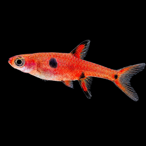 Maculata Rasbora