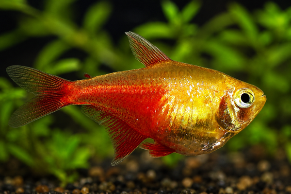 Golden Flame Tetra