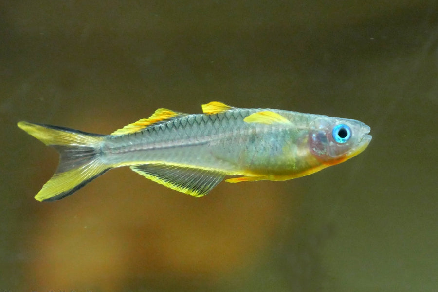Pseudomugil Furcatus - Forktail blue-eye