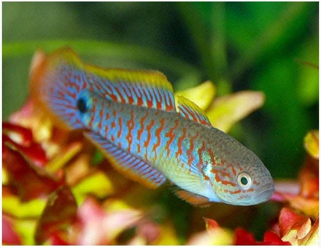 Peacock Gudgeon