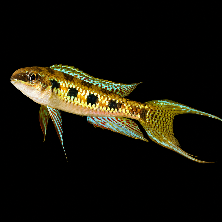 Lyretail Checkerboard Cichlid (Dicrossus filamentosus)