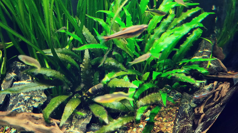 Cryptocoryne affinis - Hardy Crypt Plant