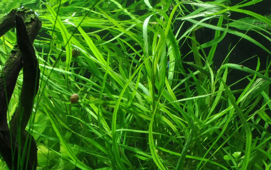 Hygrophila Augustifolia 'Willow leaf'