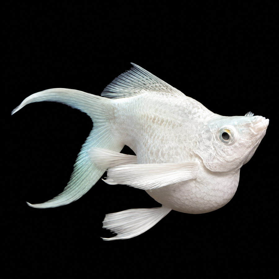 Platinum Balloon Lyretail Molly (Poecilia sphenops)