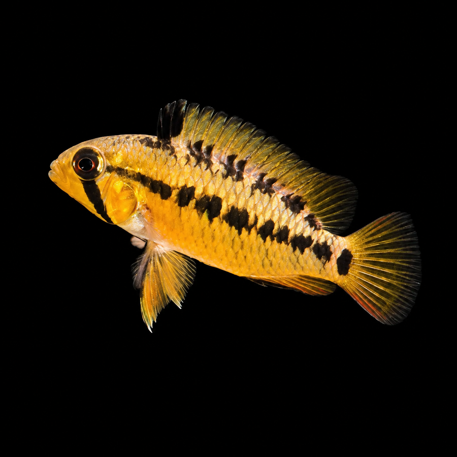 Rednecked Dwarf Cichlid (Apistogramma macmasteri)(Pair)