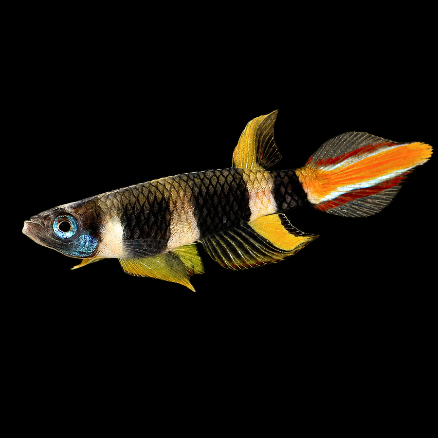 Clown Killi (Epiplatys annulatus)