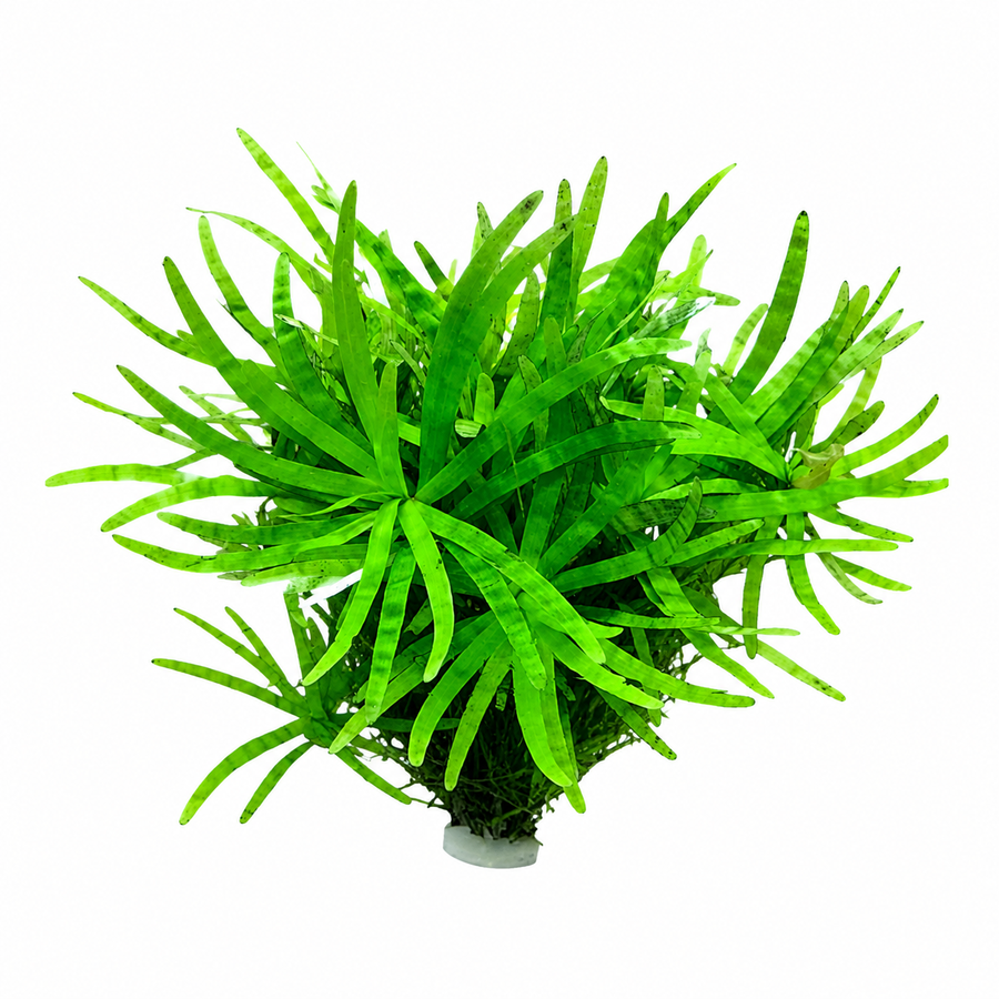 Eichhornia diversifolia